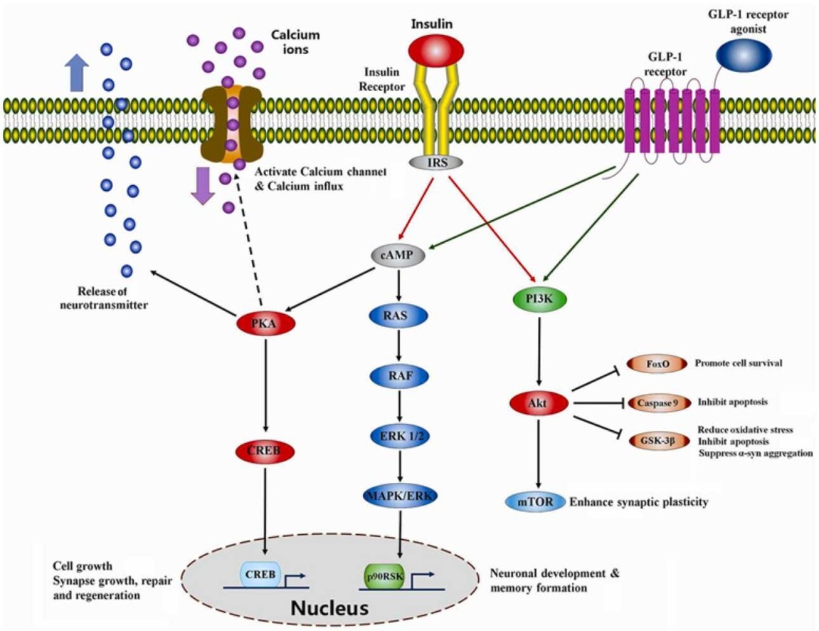 Photo inspiration: Fresh Look at Glucagon Like Peptide 1 Receptor Agonists In Neurodegenerative Diseases